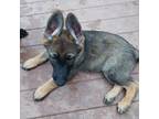 German Shepherd Dog Puppy for sale in Midlothian, VA, USA