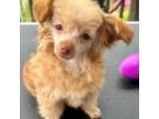 Mutt Puppy for sale in Greenback, TN, USA