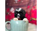 Shih-Poo Puppy for sale in Homewood, IL, USA