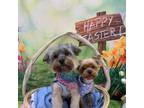 Yorkshire Terrier Puppy for sale in Olympia, WA, USA