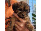 Mutt Puppy for sale in Chesapeake, VA, USA