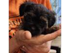 Mutt Puppy for sale in Chesapeake, VA, USA