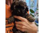 Mutt Puppy for sale in Chesapeake, VA, USA