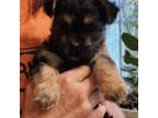 Mutt Puppy for sale in Chesapeake, VA, USA