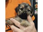 Mutt Puppy for sale in Chesapeake, VA, USA