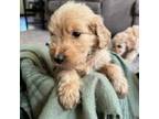 Goldendoodle Puppy for sale in Bell, FL, USA