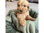 Goldendoodle Puppy for sale in Bell, FL, USA