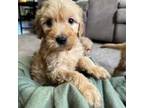 Goldendoodle Puppy for sale in Bell, FL, USA