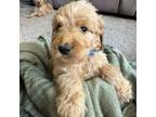 Goldendoodle Puppy for sale in Bell, FL, USA