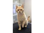 Adopt Conrad a Domestic Short Hair