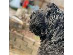 Black Russian Terrier Puppy for sale in Suwanee, GA, USA