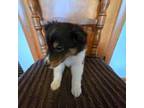 Shetland Sheepdog Puppy for sale in Brazil, IN, USA