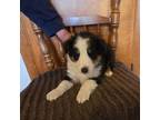 Shetland Sheepdog Puppy for sale in Brazil, IN, USA