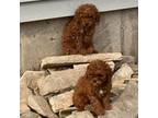 Cavapoo Puppy for sale in Minneapolis, MN, USA