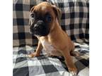 Boxer Puppy for sale in Pueblo West, CO, USA