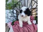 Mutt Puppy for sale in Topeka, IN, USA