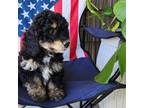 Bernese Mountain Dog Puppy for sale in Topeka, IN, USA