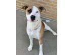 Adopt Waterslide a American Staffordshire Terrier, Mixed Breed