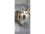 Adopt Atka a Husky