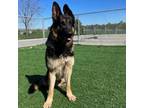 Adopt Duke a German Shepherd Dog