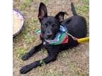 Adopt Coach a Australian Cattle Dog / Blue Heeler