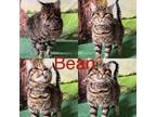 Adopt Bean a Domestic Short Hair