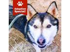 Adopt Dusty - Likes Dogs and People! a Husky