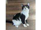 Adopt Rainn a Domestic Short Hair