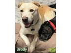 Adopt Brody a Yellow Labrador Retriever