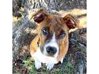 Adopt KODA a Staffordshire Bull Terrier, Boxer