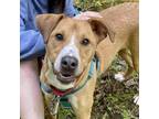 Adopt Jester a Mixed Breed