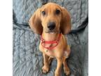 Adopt Whiskey a Redbone Coonhound, Mixed Breed