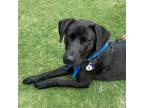 Adopt Benton a Labrador Retriever, Mixed Breed