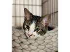 Adopt Kenny a Domestic Short Hair