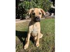 Adopt Bruce a Cane Corso