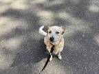 Adopt Birch a Australian Cattle Dog / Blue Heeler, Australian Shepherd