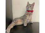 Adopt Mr. Whiskers a Domestic Short Hair