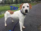 Adopt Tito (Classic inn#3) a Mixed Breed