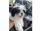 Adopt Oreo a Shih Tzu