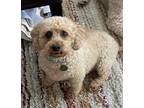 Adopt Gamo a Labradoodle, Miniature Poodle