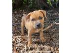 Adopt Lemon a Pit Bull Terrier, Mixed Breed