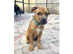 Adopt Lemon a Pit Bull Terrier, Mixed Breed