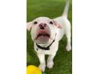 Adopt Corona a Pit Bull Terrier, Boxer