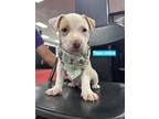 Adopt Topo Chico a Pit Bull Terrier, Boxer