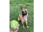 Adopt Yogi- Located in NC a Belgian Shepherd / Malinois, German Shepherd Dog