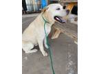 Adopt Osito a Labrador Retriever, Chow Chow