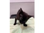 Adopt HARVEY a Domestic Short Hair