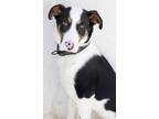 Adopt POSSUM a Border Collie, Australian Cattle Dog / Blue Heeler