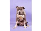 Adopt Jumbo Shrimp a American Staffordshire Terrier, Mixed Breed