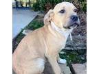 Adopt Cody's pup 3/Finley a Boxer, Mixed Breed